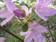 Lavendar-Azalea
